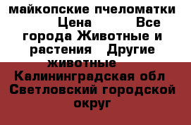  майкопские пчеломатки F-1  › Цена ­ 800 - Все города Животные и растения » Другие животные   . Калининградская обл.,Светловский городской округ 